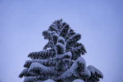 厳冬の木