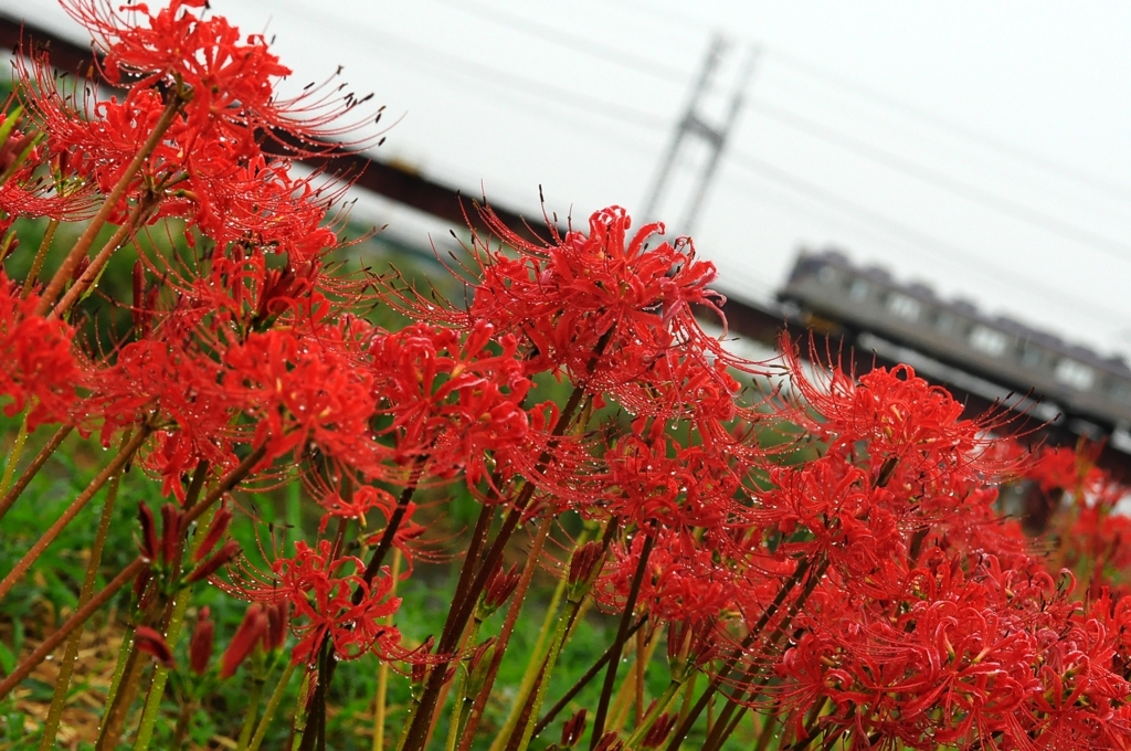 彼岸花と電車