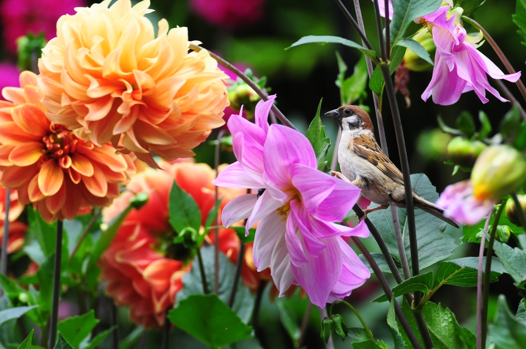 雀の花園