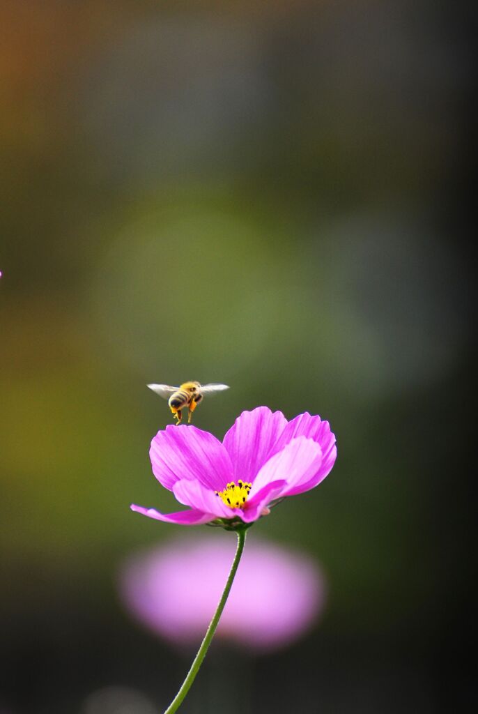 コスモとと蜜蜂