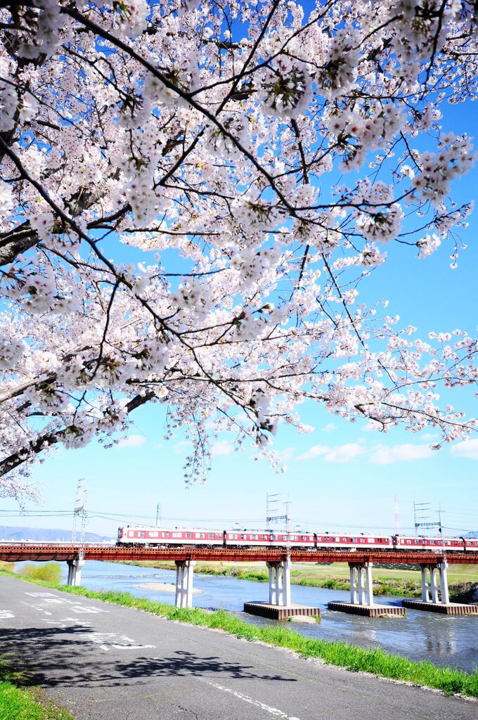 桜と電車