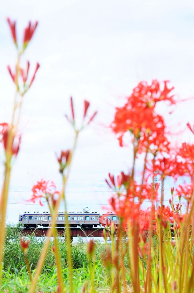 彼岸花と電車