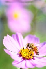 蜜蜂とコスモス