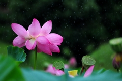 静かな華