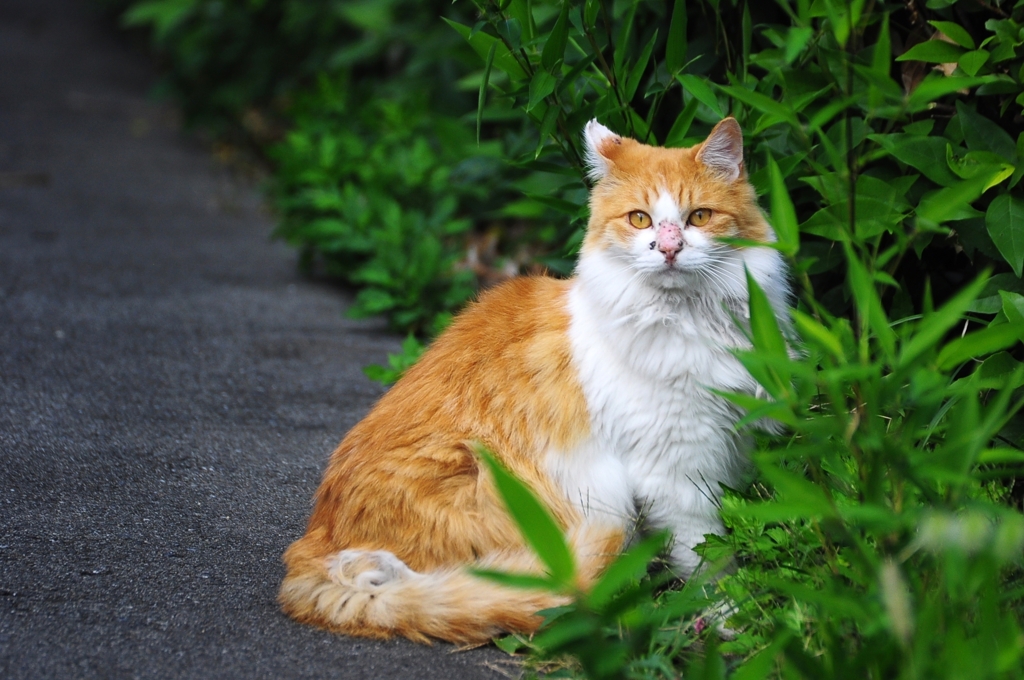 野良猫