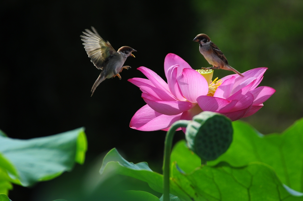 花咲く舞台の小さいな劇