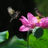 花咲く舞台の小さいな劇