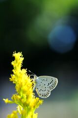 ヤマトシジミ蝶