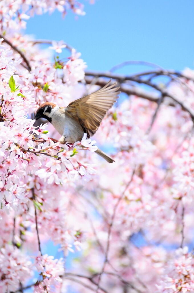 雀と桜