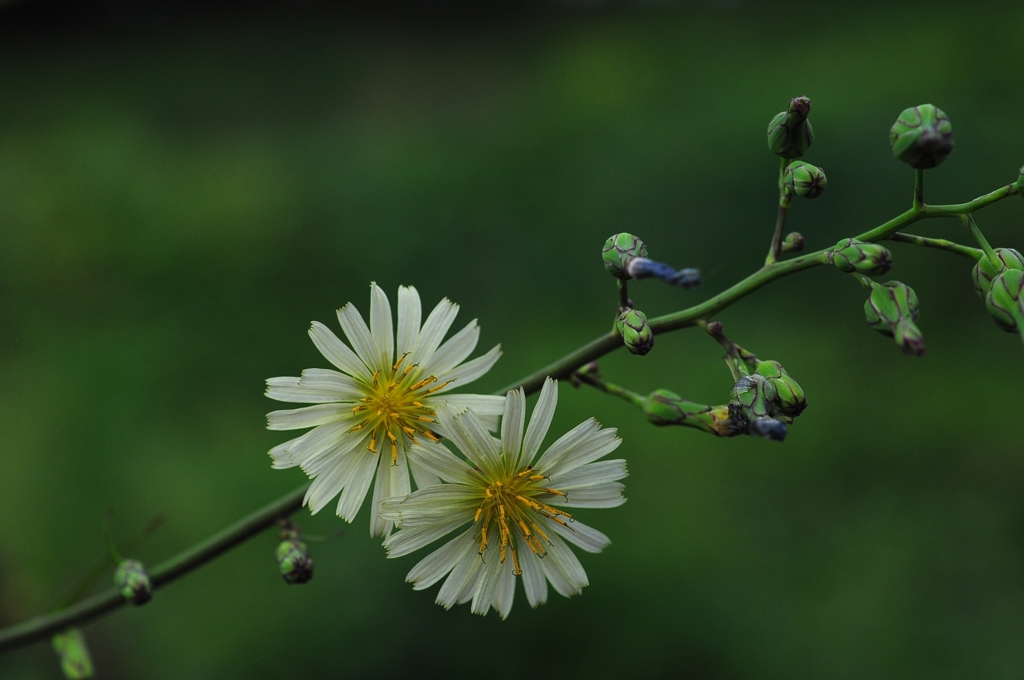 秋の野芥子