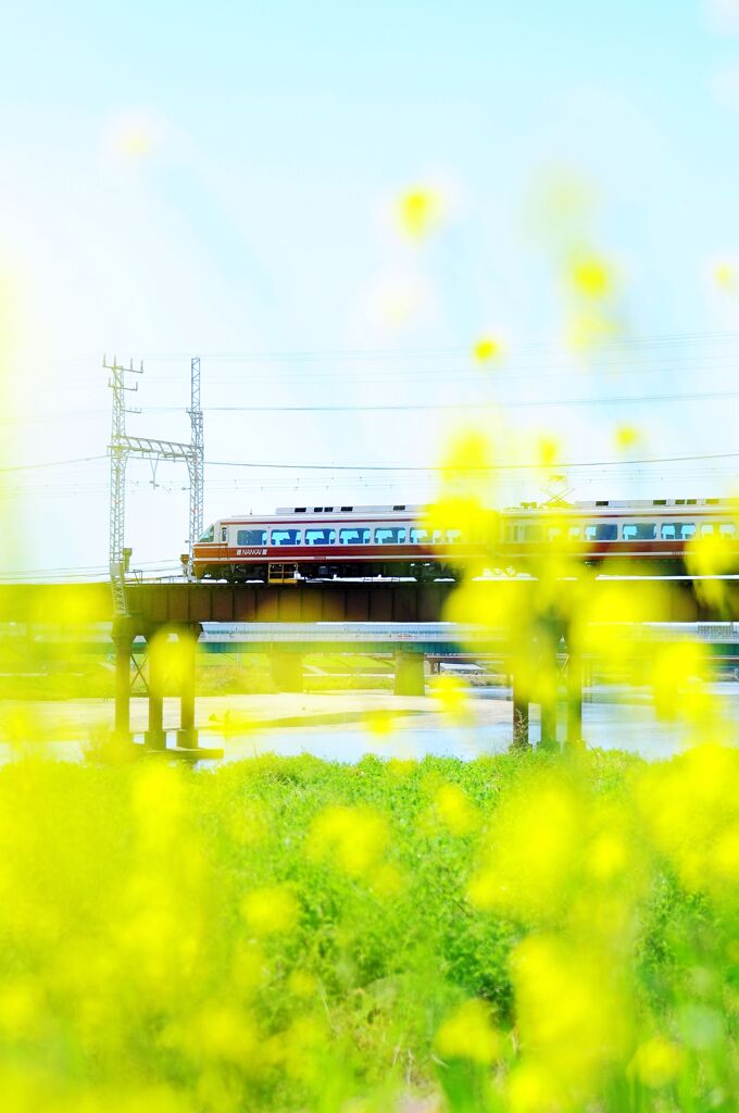 菜の花と電車