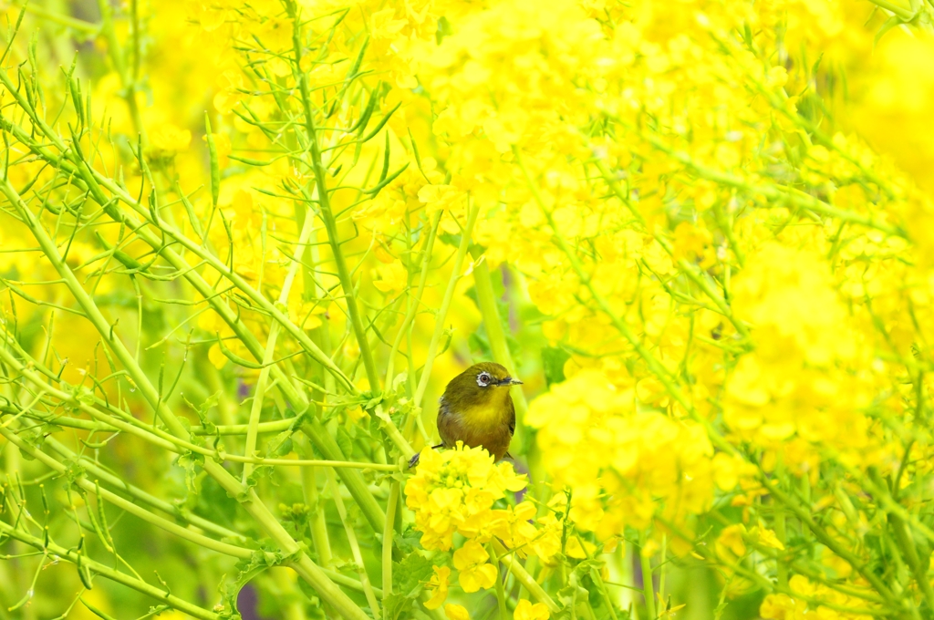 菜の花とメジロ