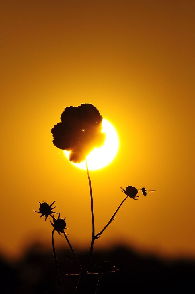 コスモスと夕日