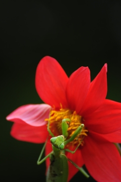 カマキリとダリア