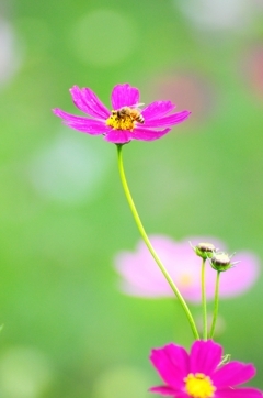 蜜蜂とコスモス