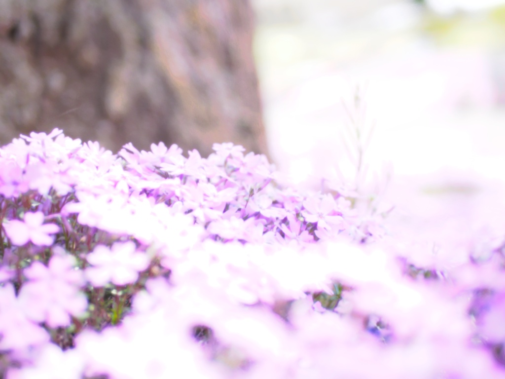 芝桜咲く頃~ひがしもこと芝桜公園にて~