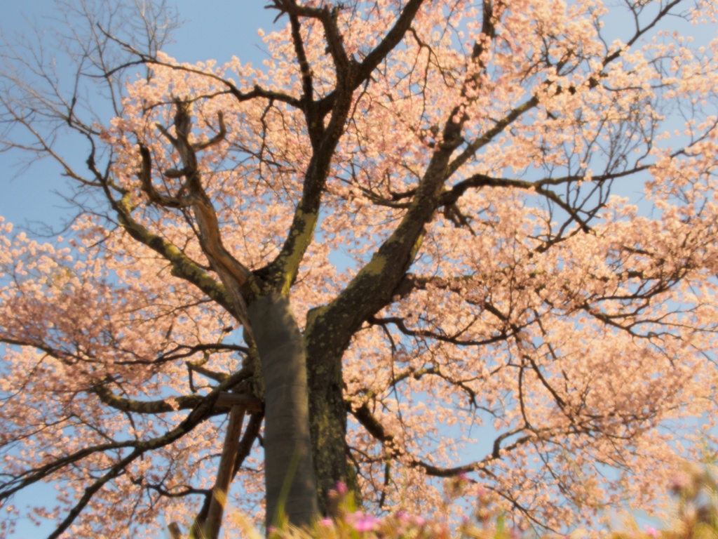 双子の桜　~津別町にて~