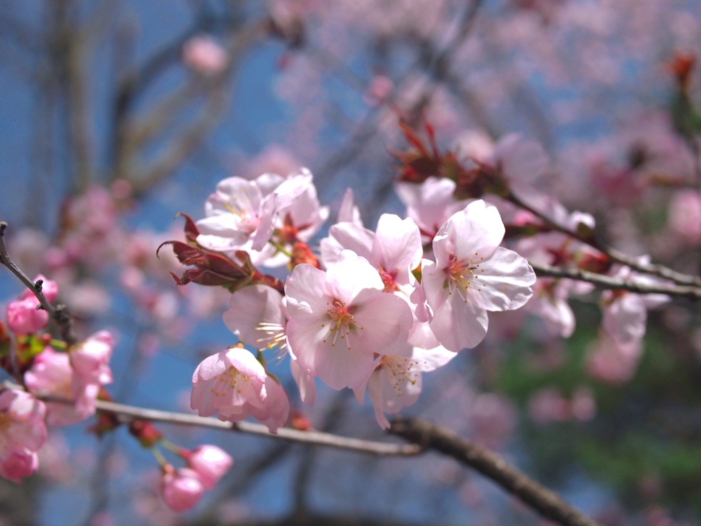 桜の咲く季節