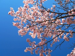 青空色と桜色