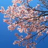 青空色と桜色