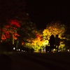 Silhouetto 〜夜の紅葉〜