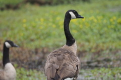 CanadaGoose