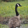 CanadaGoose