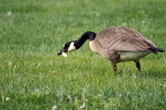 CanadaGoose