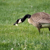 CanadaGoose