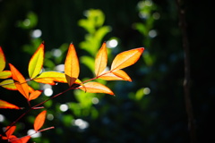 木漏れ日に照らされて