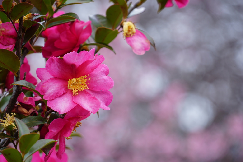 山茶花
