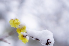 雪中花