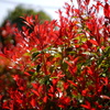 新芽の季節