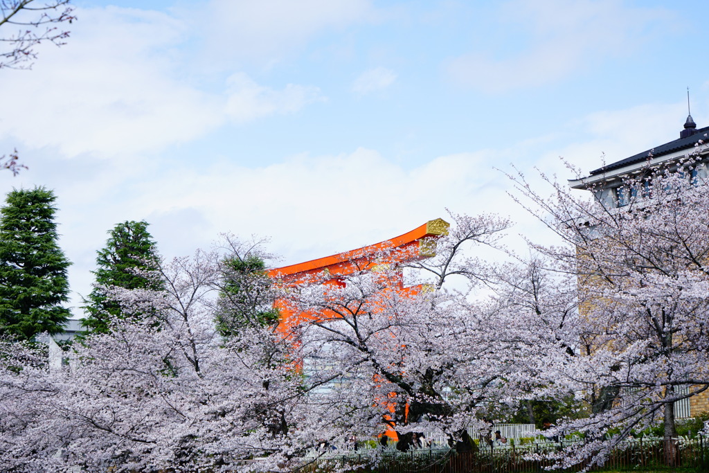 桜満開。