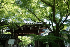 永観堂①