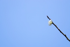 まだ梅。