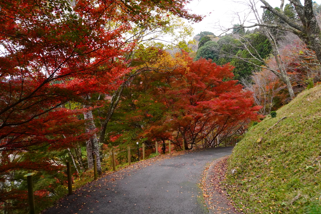 晩秋の散歩道