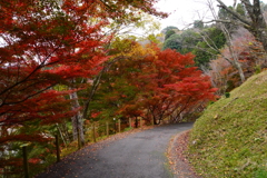 晩秋の散歩道