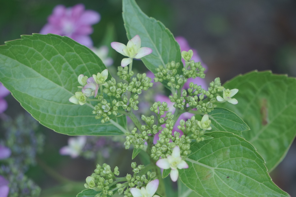 紫陽花