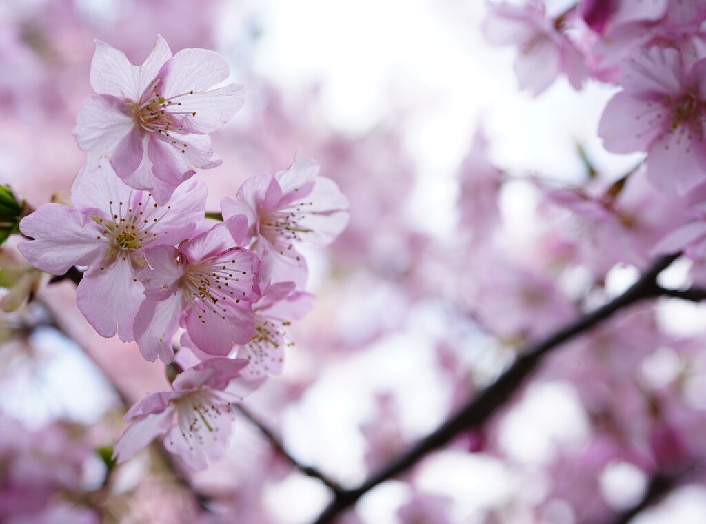 今年も花見の季節