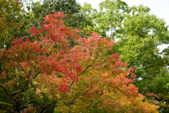 宇治市植物公園②