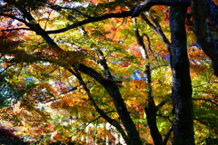 グラデーション