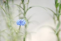 5月も終わりに近づく