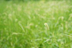 残暑厳しく