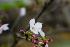 桜開花。。