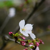 桜開花。。