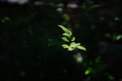 暑い