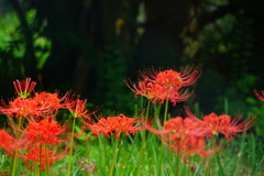 彼岸花