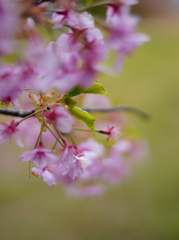 まだまだしつこく河津桜