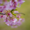 まだまだしつこく河津桜